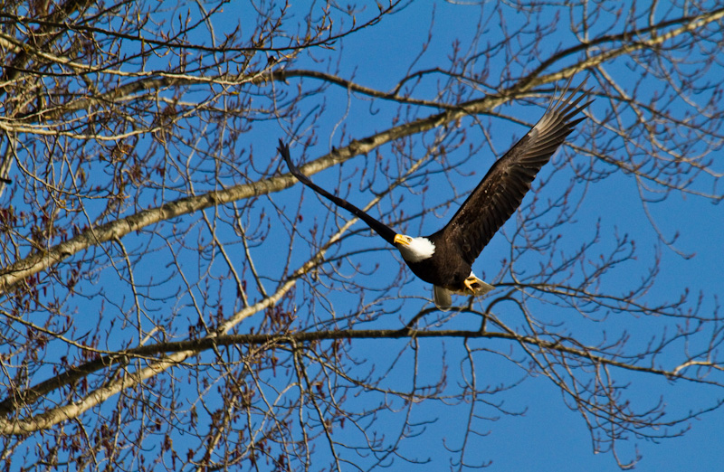 Bald Eagle In Flight